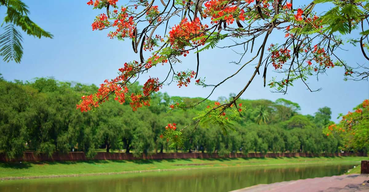 নাগরিক কৃষ্ণচূড়া গাছ